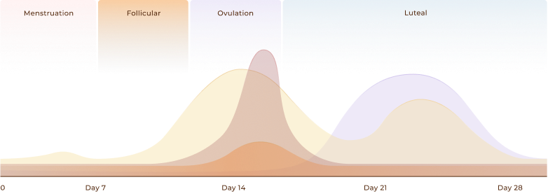 Anima Cycle app — hormonal phase chart showing full menstrual cycle overview